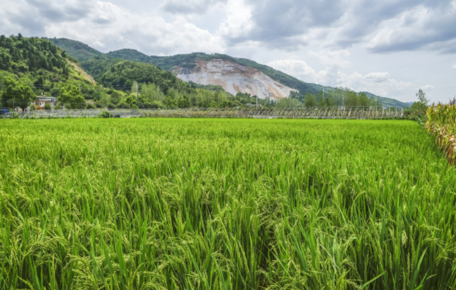 測(cè)土壤含水量用什么儀器